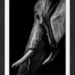 The Matriarch