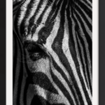 The Light & The Dark