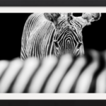 Behind Stripes