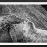 Sealed With A Kiss