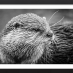 The Otter