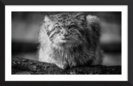 Grumpy