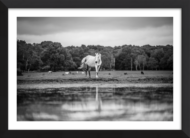 Lady Of The Lake
