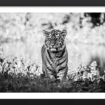 The Little Explorer