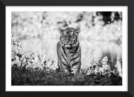 The Little Explorer