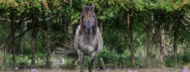 Wild Horses Book - Image 2