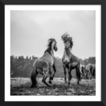 Stallions Of Massingham Heath