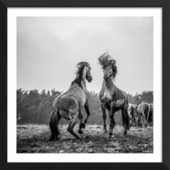 Stallions Of Massingham Heath