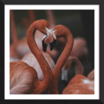 Love Is The Aim