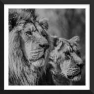 A King & His Queen