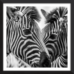 Heart Of Stripes