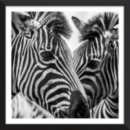 Heart Of Stripes