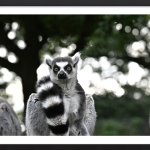 Land Of The Lemurs