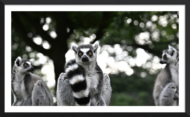 Land Of The Lemurs