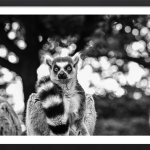Land Of The Lemurs (Black & White)