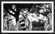 Land Of The Lemurs (Black & White)