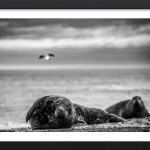 The Seals & The Seagull