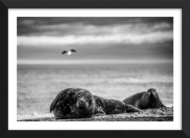 The Seals & The Seagull