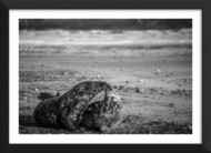 A Kiss On The Coast