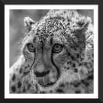 Wild & Whiskered