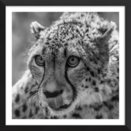 Wild & Whiskered