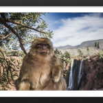 Guardian of the Falls