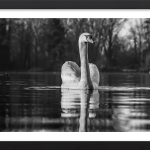 Ripples Of Elegance