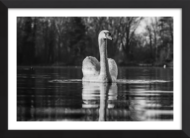 Ripples Of Elegance