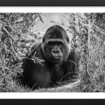 The Watchful Guardian