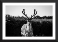 Crowned By The Wild