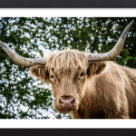 Highlander