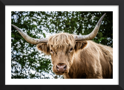 Highlander