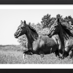 Gallop of Freedom