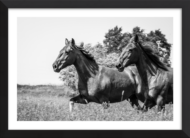 Gallop of Freedom