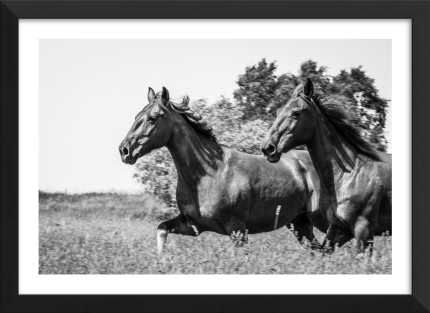Gallop of Freedom