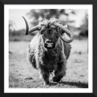 The Highland Charge