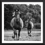 Momentum and Majesty