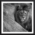 The Watcher of Stone