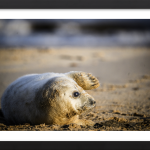 Under a Fin of Light