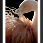 Plumage