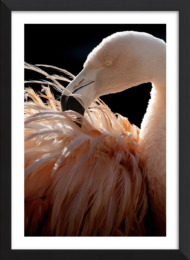 Plumage