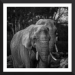 In The Path Of Giants