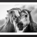 A Horse’s Best Friend